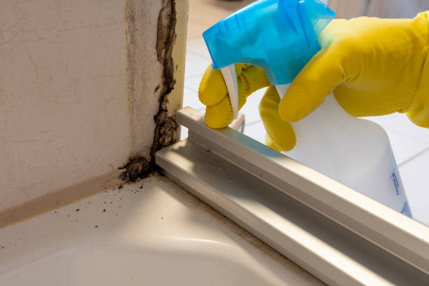 Best Toxic Mold Removal  in West Whittier Los Nietos, CA