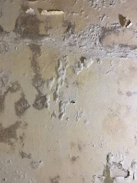 Best Commercial Mold Removal  in West Whittier Los Nietos, CA