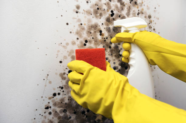 Best Mold Testing  in West Whittier Los Nietos, CA