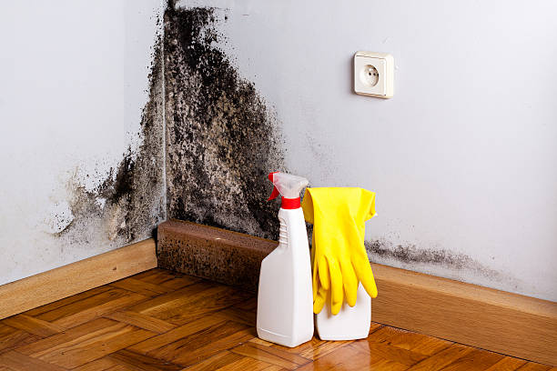 Best Best Mold Removal Companies  in West Whittier Los Nietos, CA
