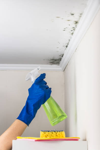 Office Mold Removal Services in West Whittier Los Nietos, CA