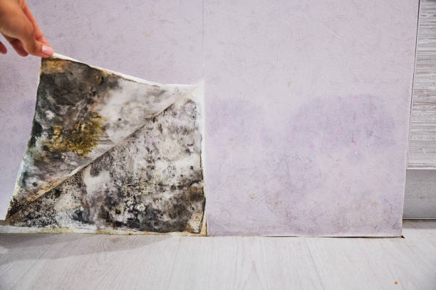 Professional Mold Removal in West Whittier Los Nietos, CA